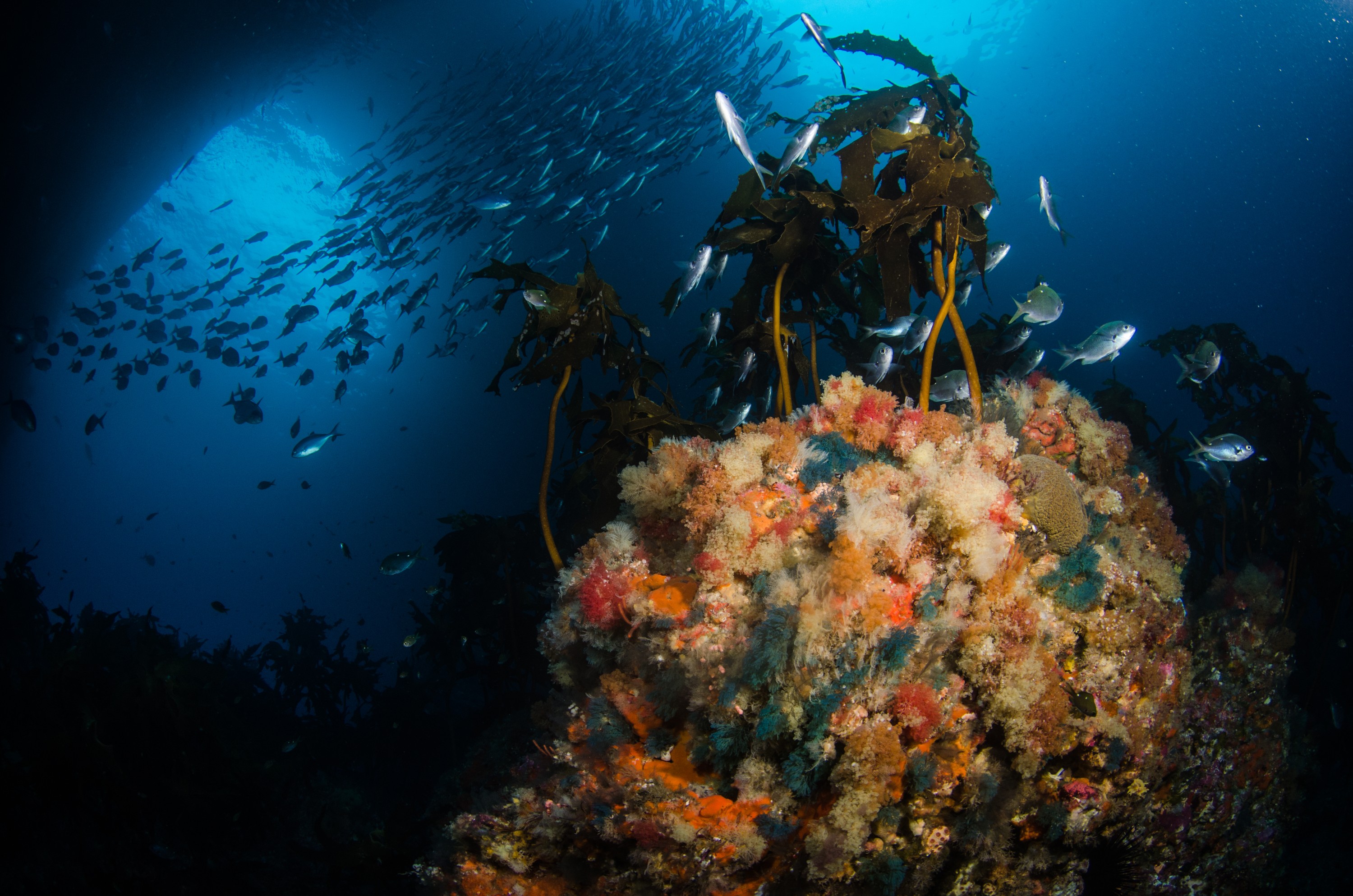 DSC_2208 – crispin, nz, new, zealand, new zealand, aug16_cm, poor, knights, reef, Blue, maomao, Scorpis, violacea, Algae, bryozoan